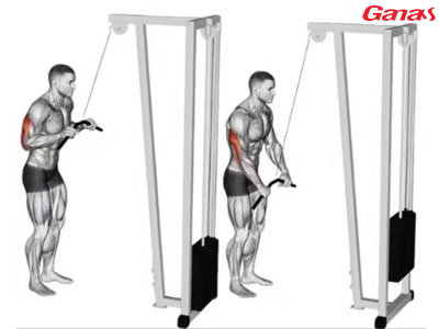 1672280677707434.jpg 三头肌.jpg